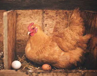 Для зменшення яйцекладки на підлозі несучку утримують у гнізді до знесення яєць